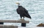 Bald Eagle decansa em marina de Haines, no sudeste do Alaska